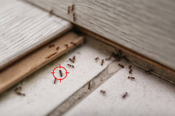  Bronte, TX Pest Control Pros